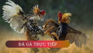Khám Phá Sảnh Đá Gà GA28 Tại SunWin Đỉnh Cao Cá Cược Chuyên Nghiệp Nhất