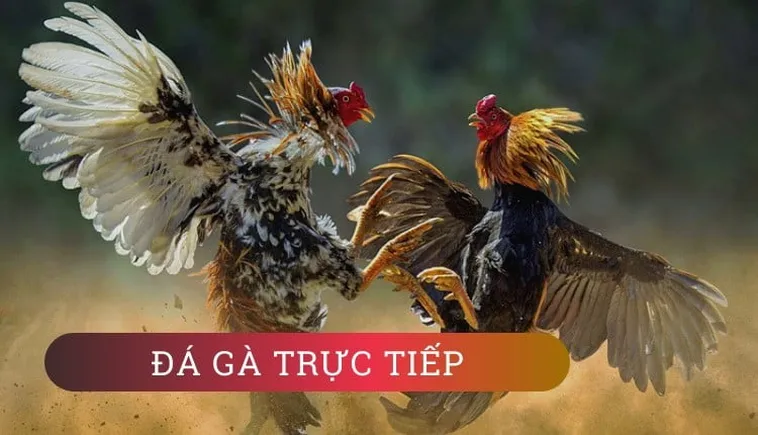 Khám Phá Sảnh Đá Gà GA28 Tại SunWin Đỉnh Cao Cá Cược Chuyên Nghiệp Nhất