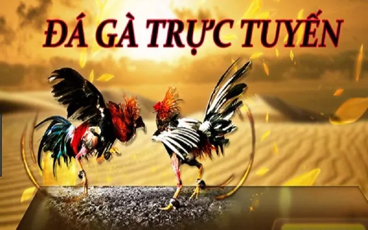 Chinh Phục Thế Giới Giải Trí Đá Gà SunWin Với Tỷ Lệ Thắng Vượt Trội